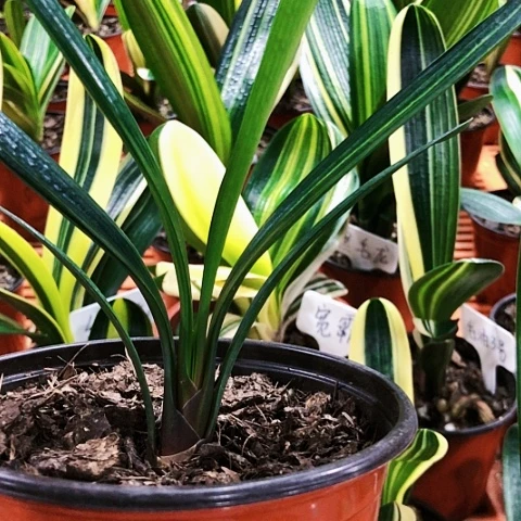 【闪购商品】程zhibojian