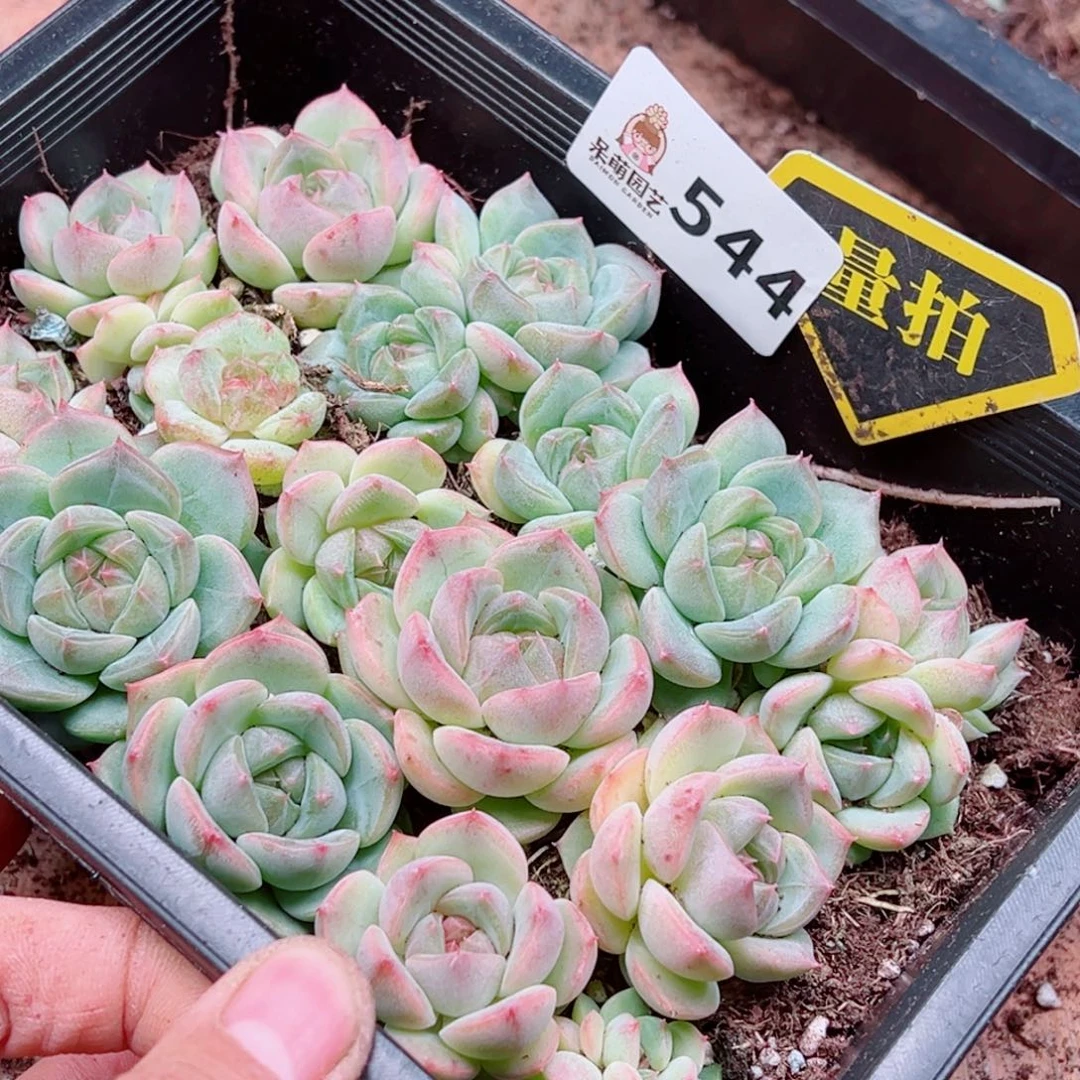 多肉植物多肉植物