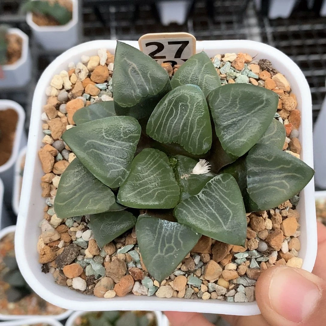 红陶27号实生克一物一拍