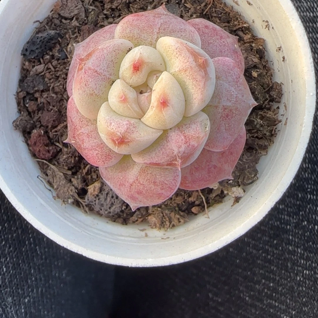 小卡拉米糖心一物一拍