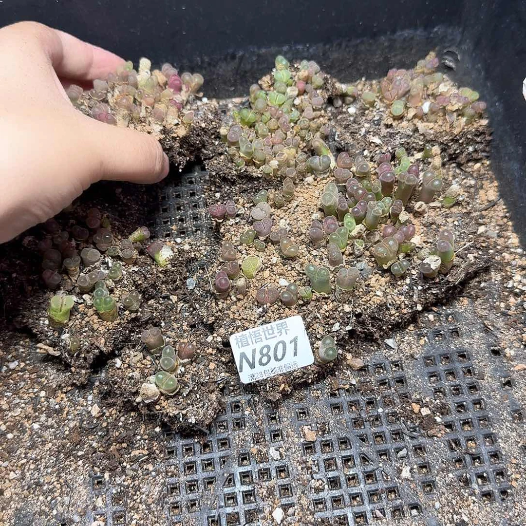 多肉植物的润泽吃vb