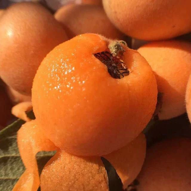 四川大五星枇杷新鲜水果枇杷果新鲜采摘多汁香甜可口水果1-3斤