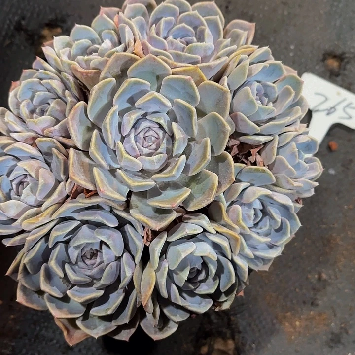 有***＂丽娟花卉汉堡手捧