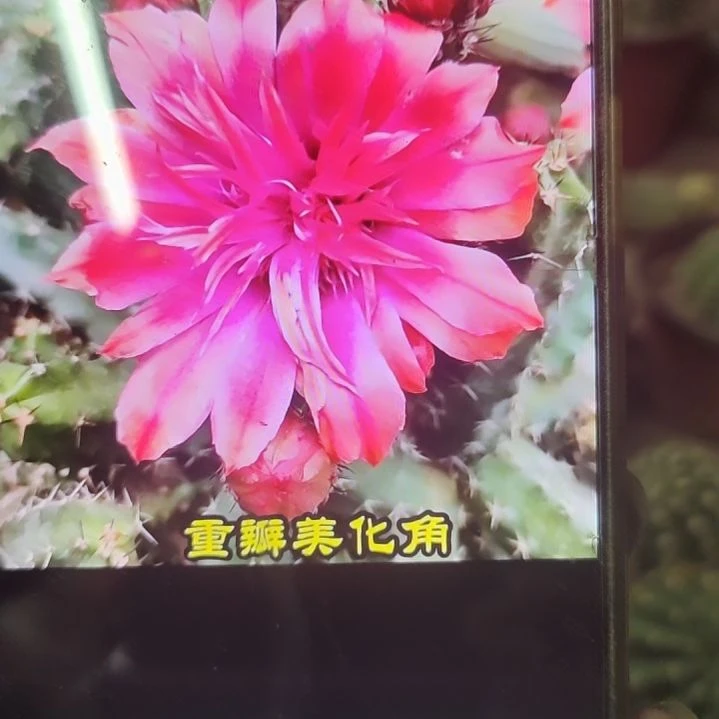 仙人球红花重瓣美花角