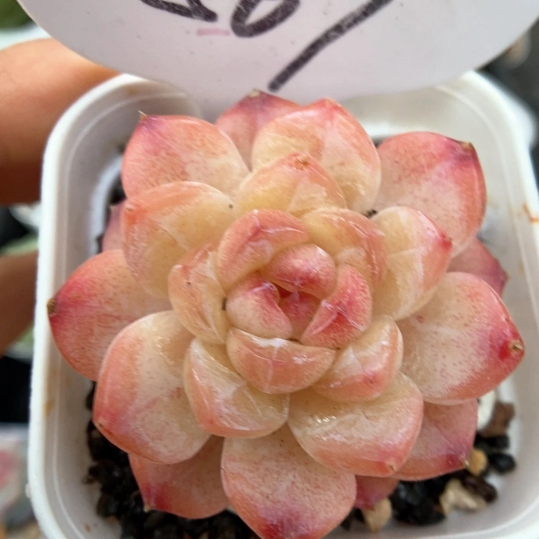 糖心珍妮可拍567号。