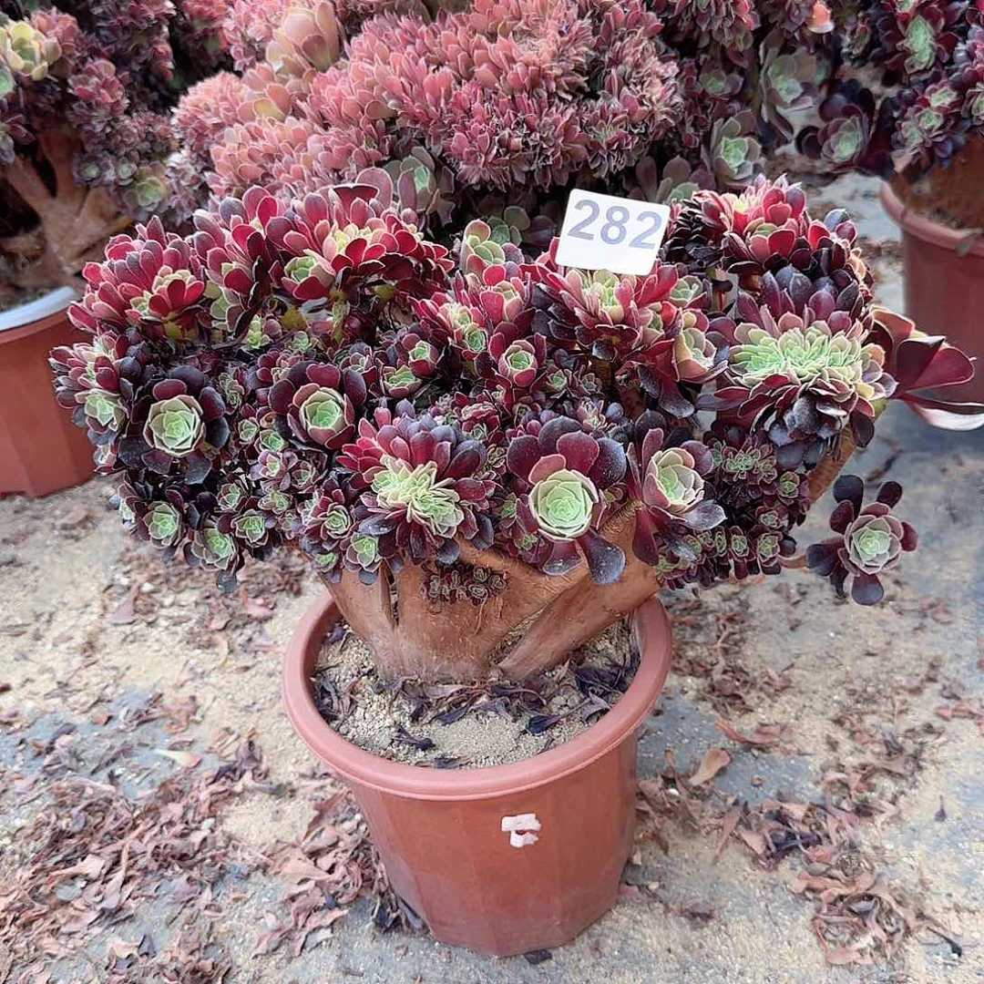 282欧紫朵朵一颗呀呀