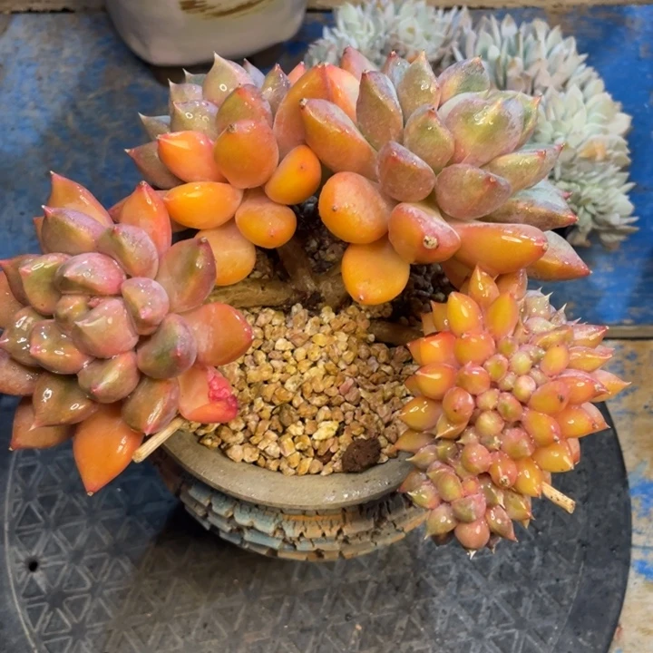 【闪购商品】黄象牙