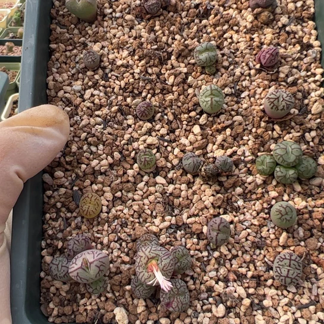 993 好看的多肉冲冲冲