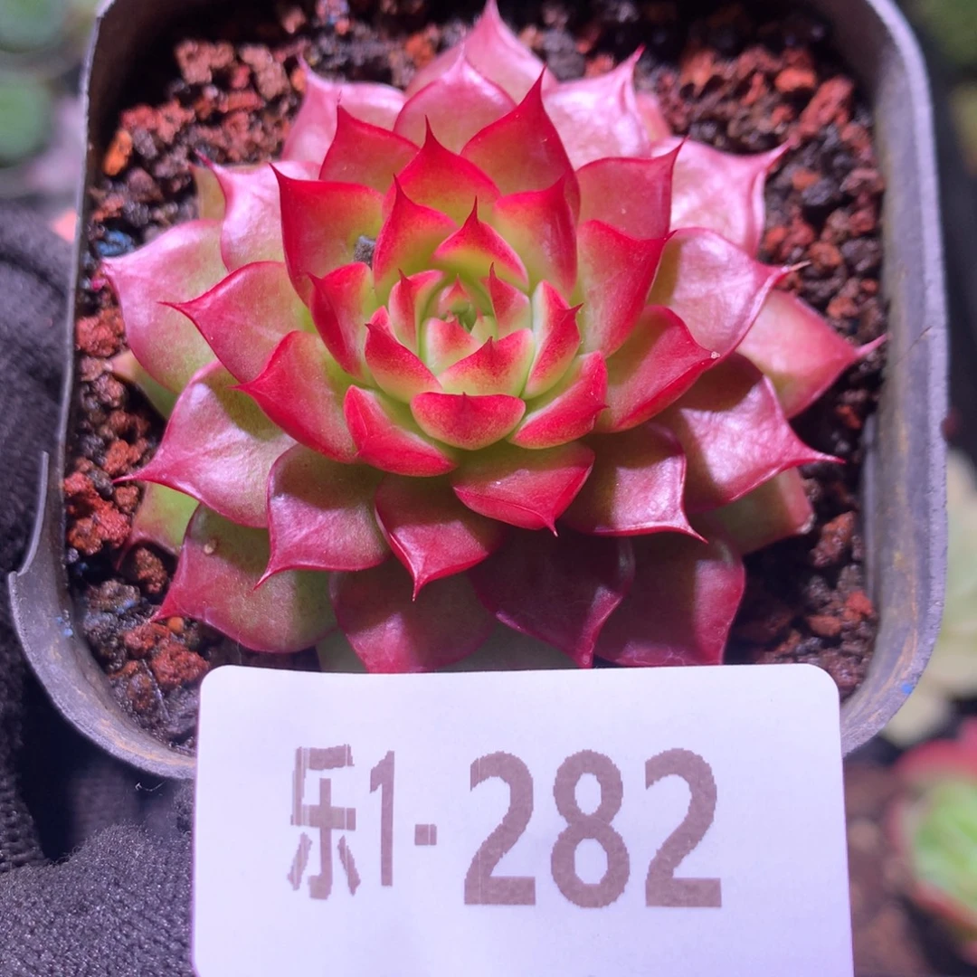 乐然1-282 小海螺