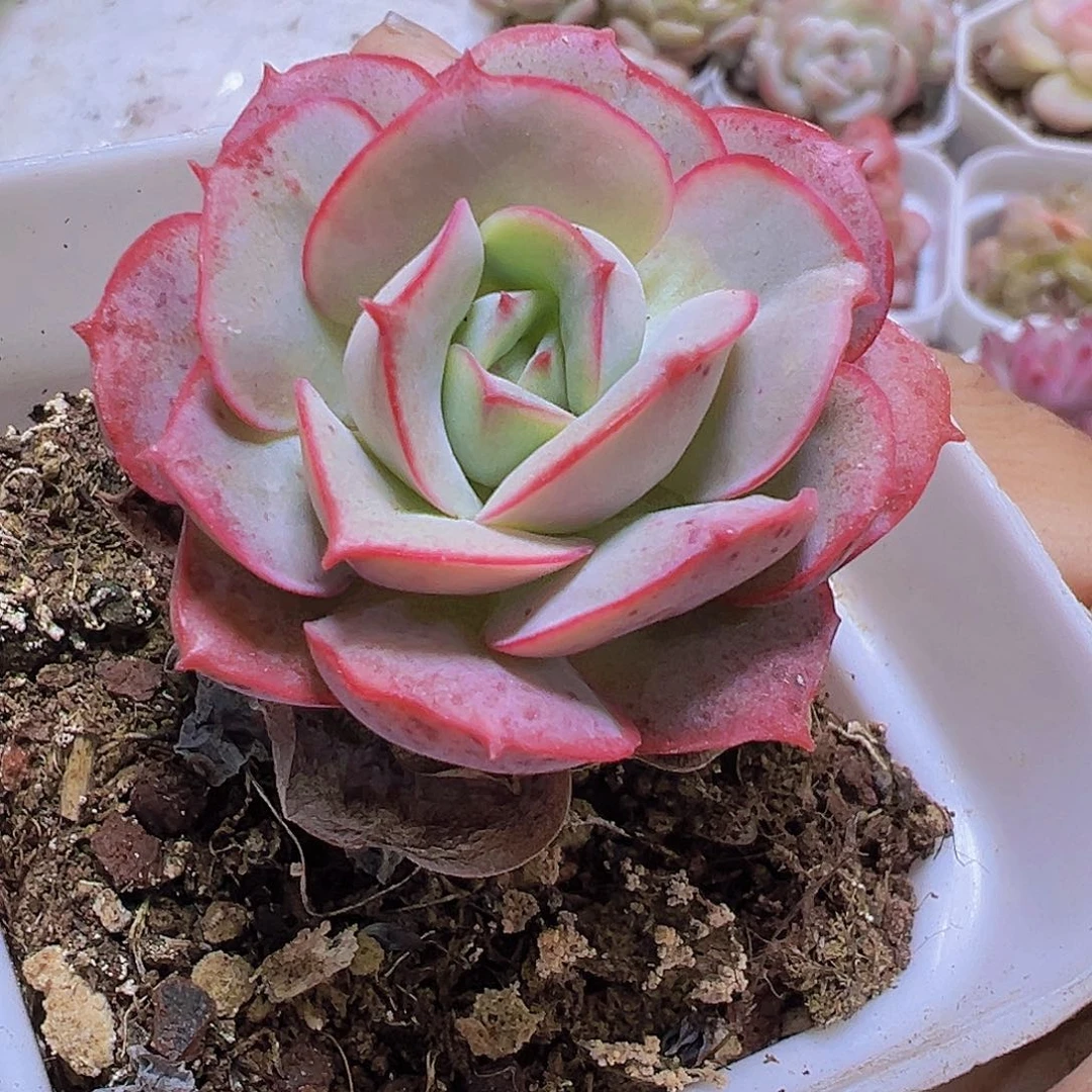 克罗地亚玫瑰2盆19包邮