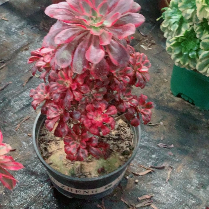 多肉植物丽娜310