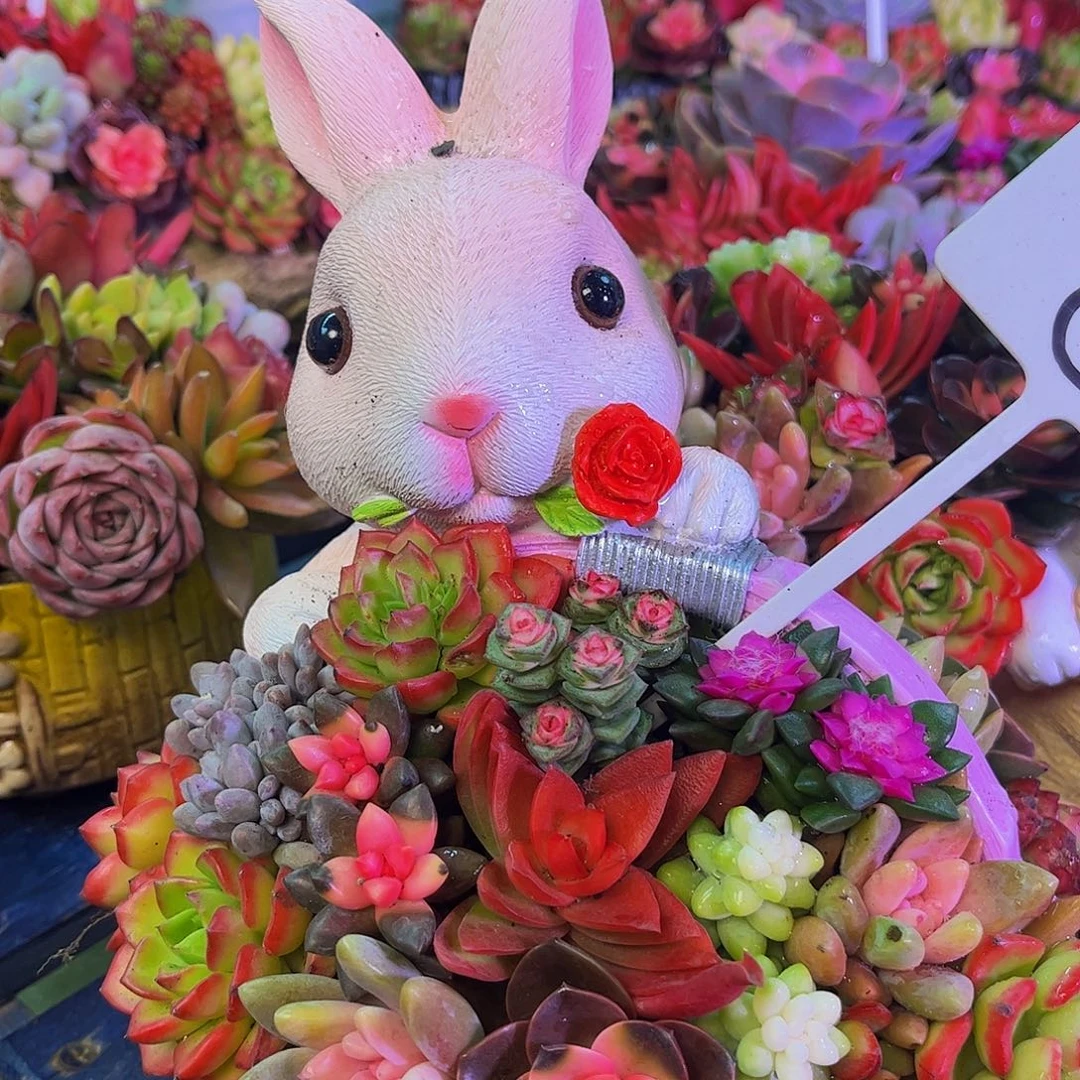 成品懒人彩色一体