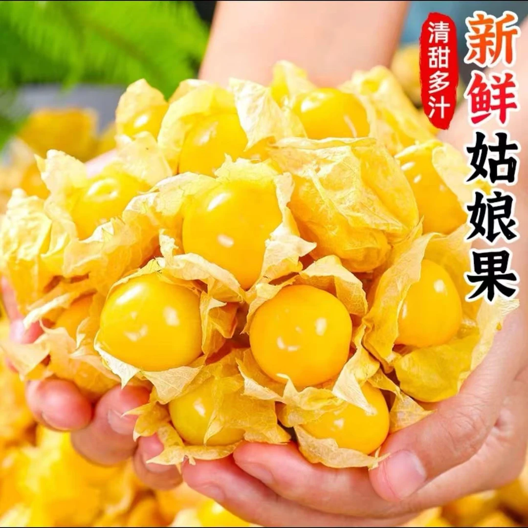 东北特产头茬大果菇娘果/灯笼果,水果产地新鲜采摘