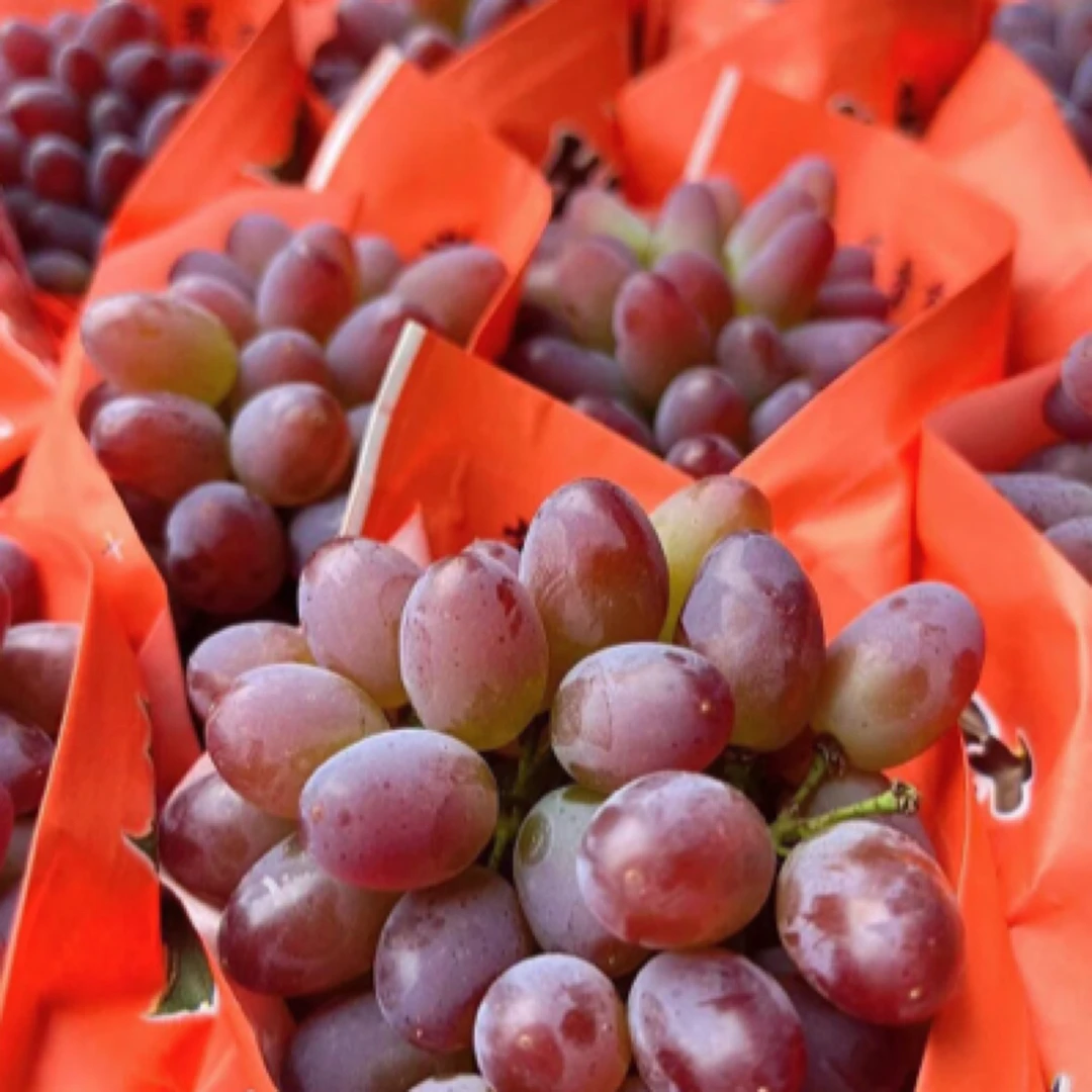 郁金香葡萄，果味儿浓，口感香甜（1.4-1.7斤）辽宁省