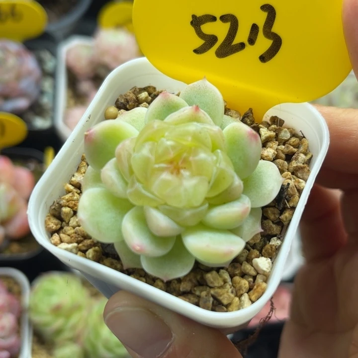 福利财富密码单头5213
