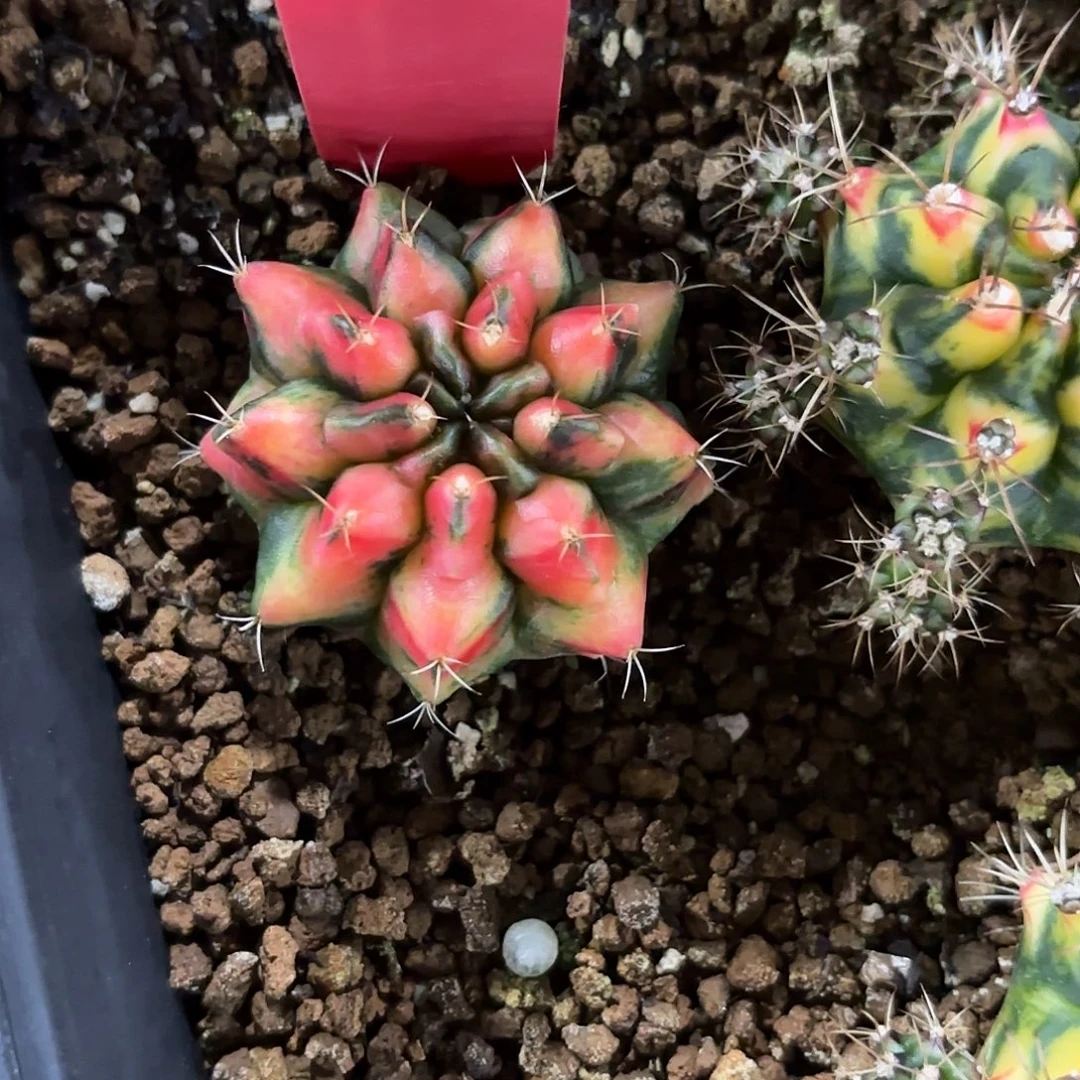 300-1108泰国发货多肉