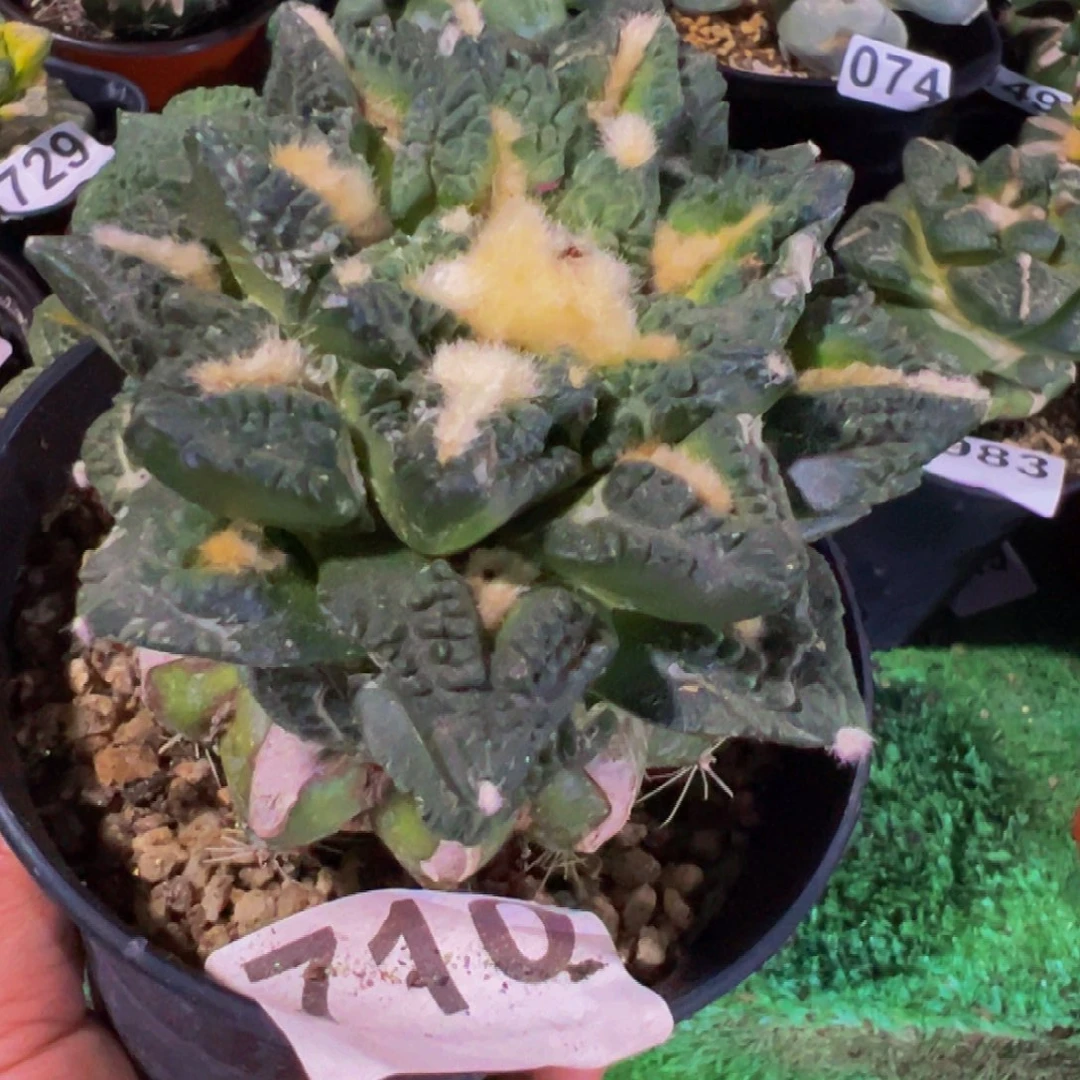 无花朵福利尖尤龟甲牡丹710