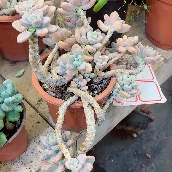 小***王可爱玫瑰一物一拍1号