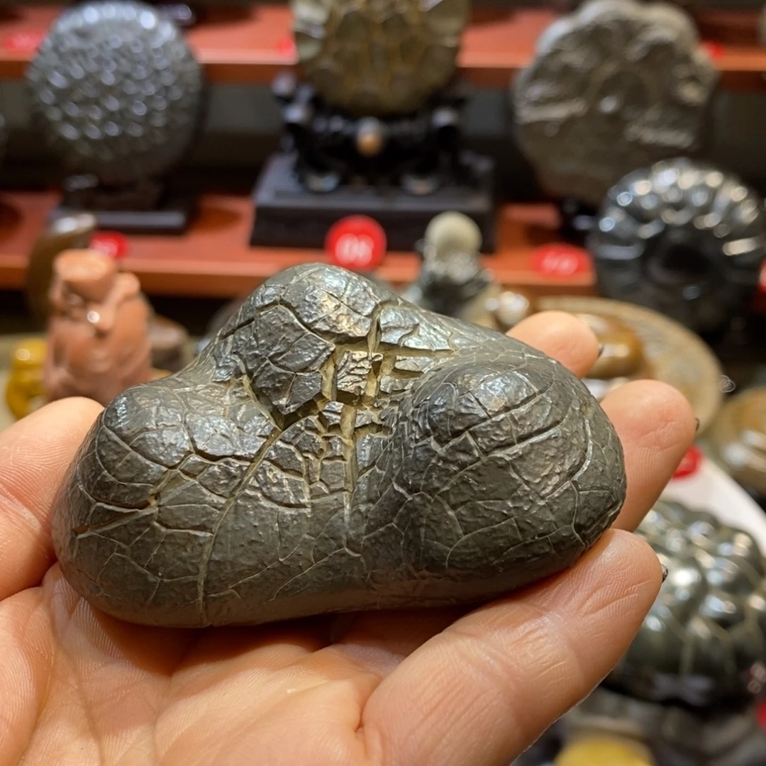 一***沙羊羔毛龟龟纹石直播