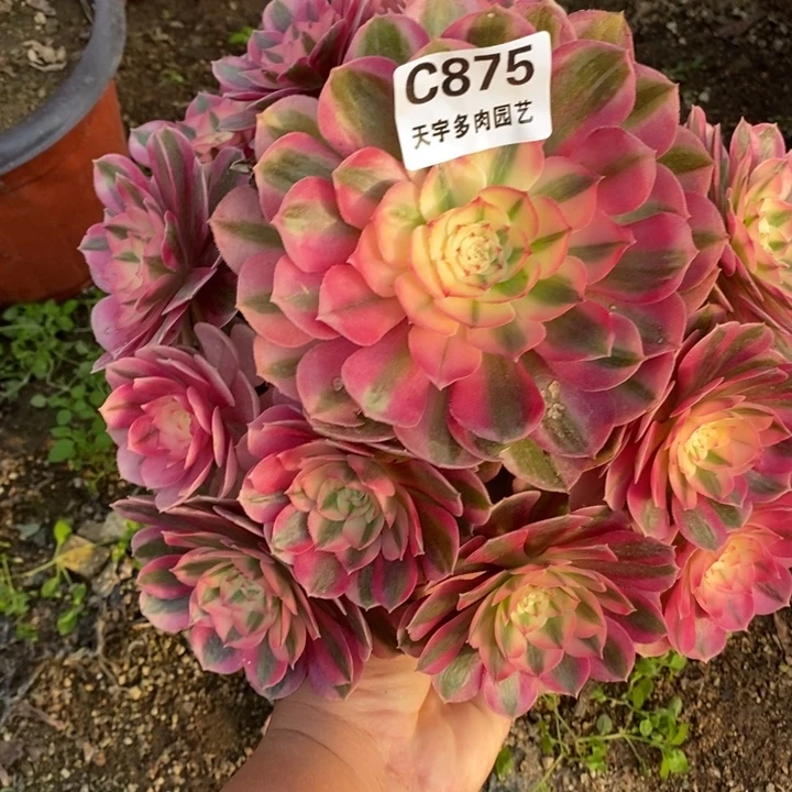 多肉植物倾城875多肉