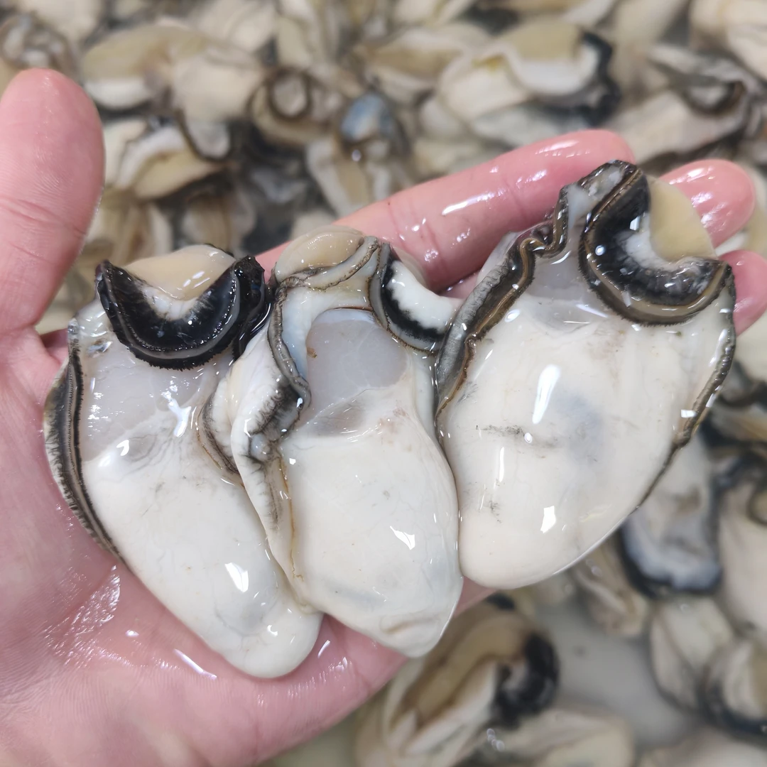 台山中蚝500克 川岛海蚝 鲜甜脆口  一斤16—20只（罐装、袋装）