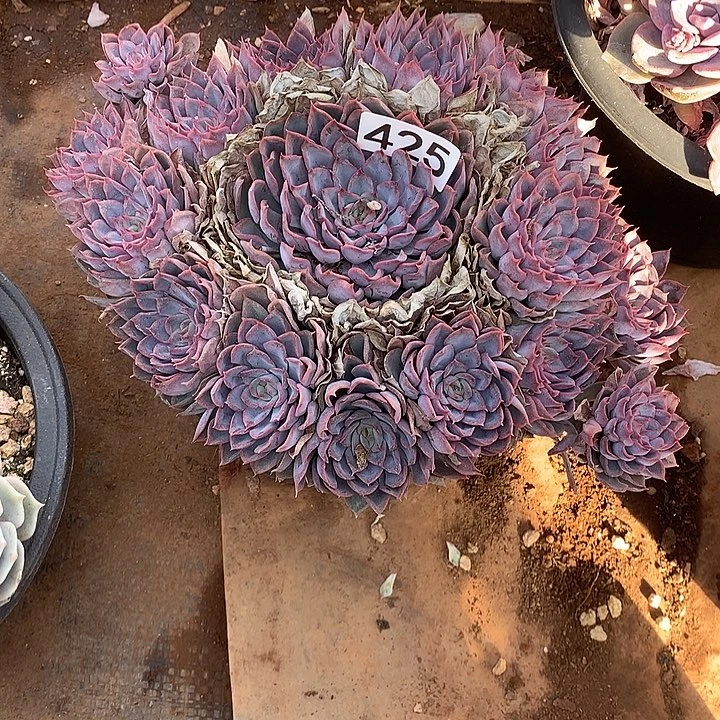 425猎户座 一物一拍多肉