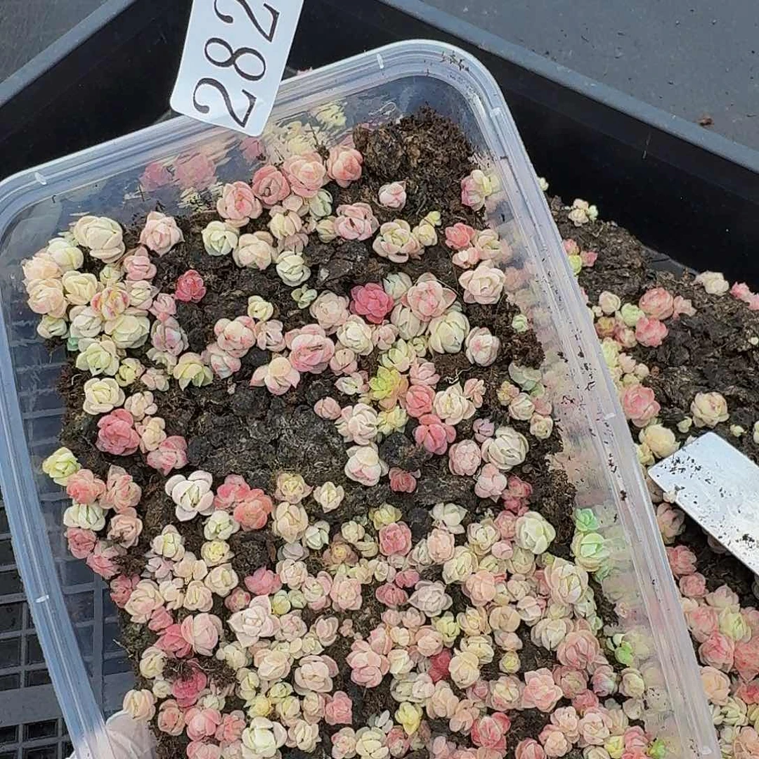 多肉植物多肉植物282