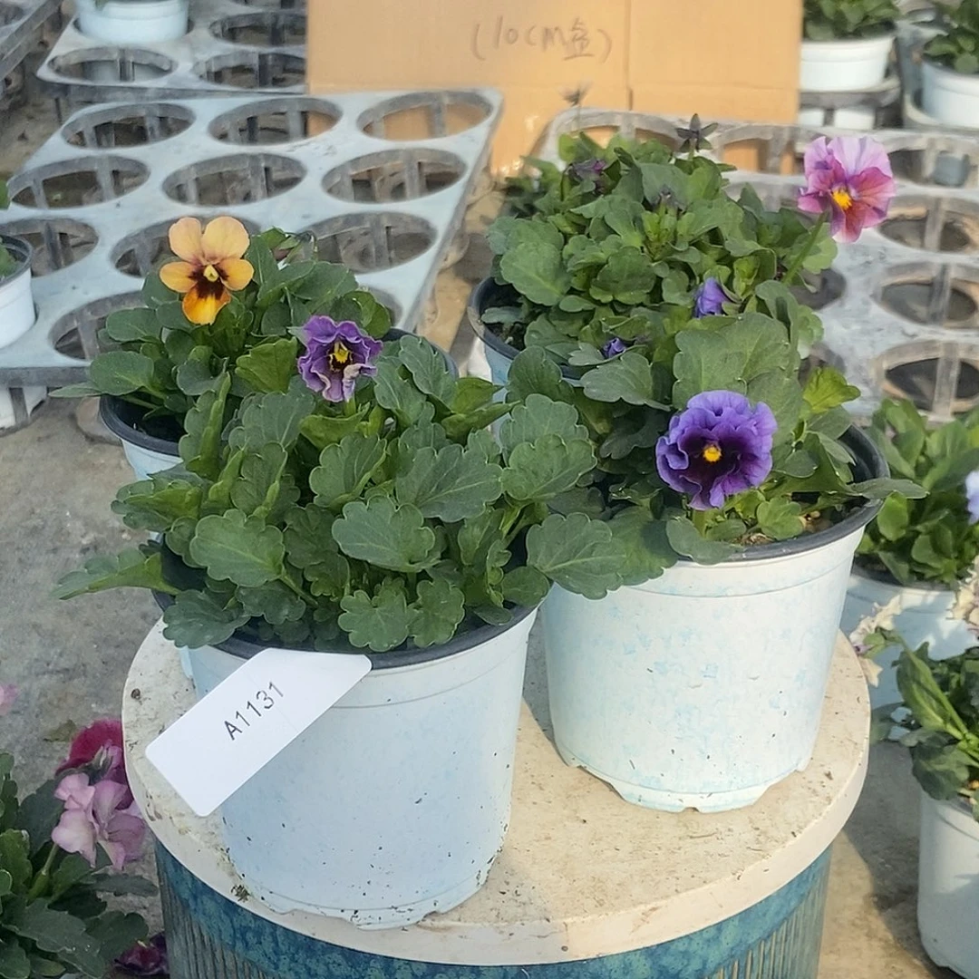 大部分花苞少量开放1131