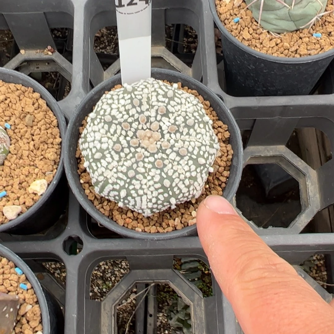星兜多肉植物带盆土124