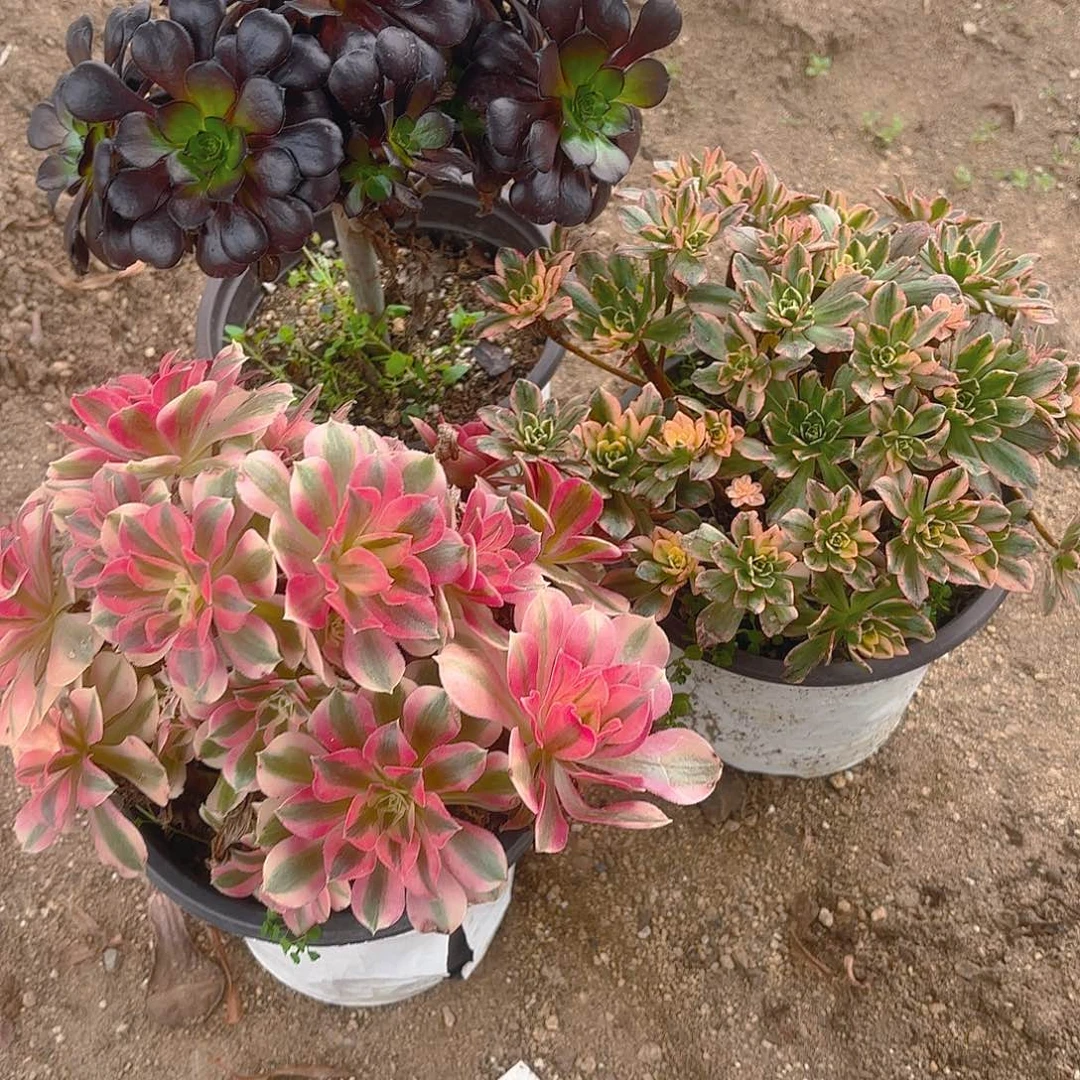 女巫魔法师甜茶砍头群多肉植物