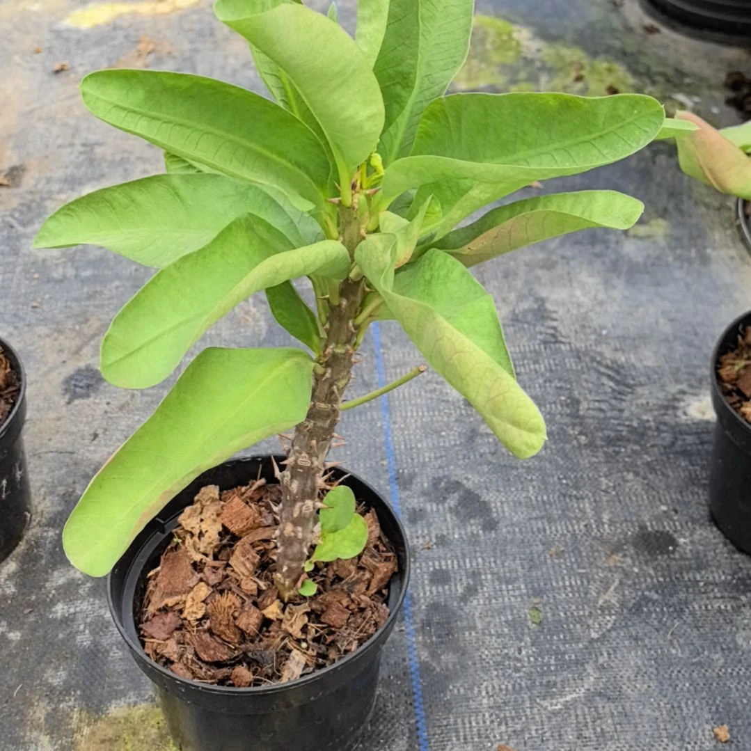 ****漪完全开放罗密欧直播间一物一拍