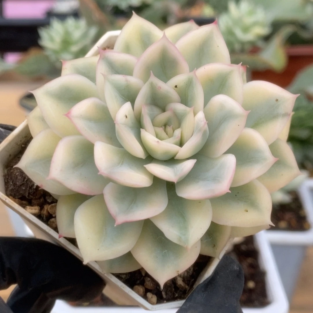 269月亮仙子锦锦锦锦锦锦锦