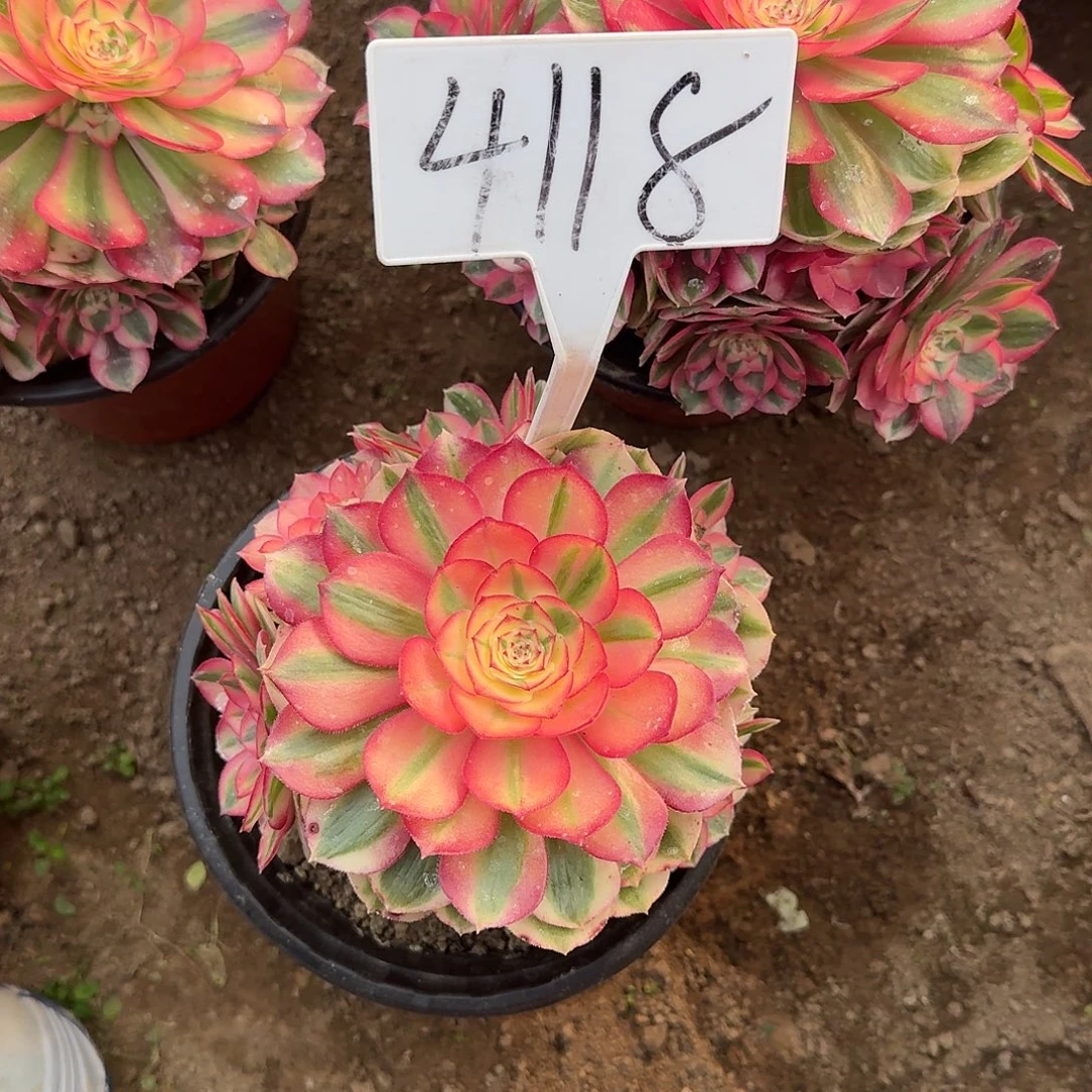 4118倾城多肉法师多肉