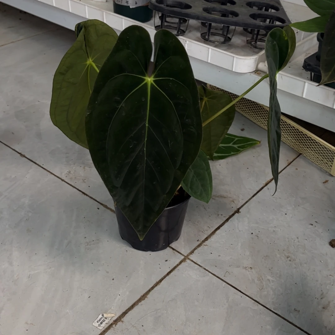 无花朵003 加通湖（四个侧芽）