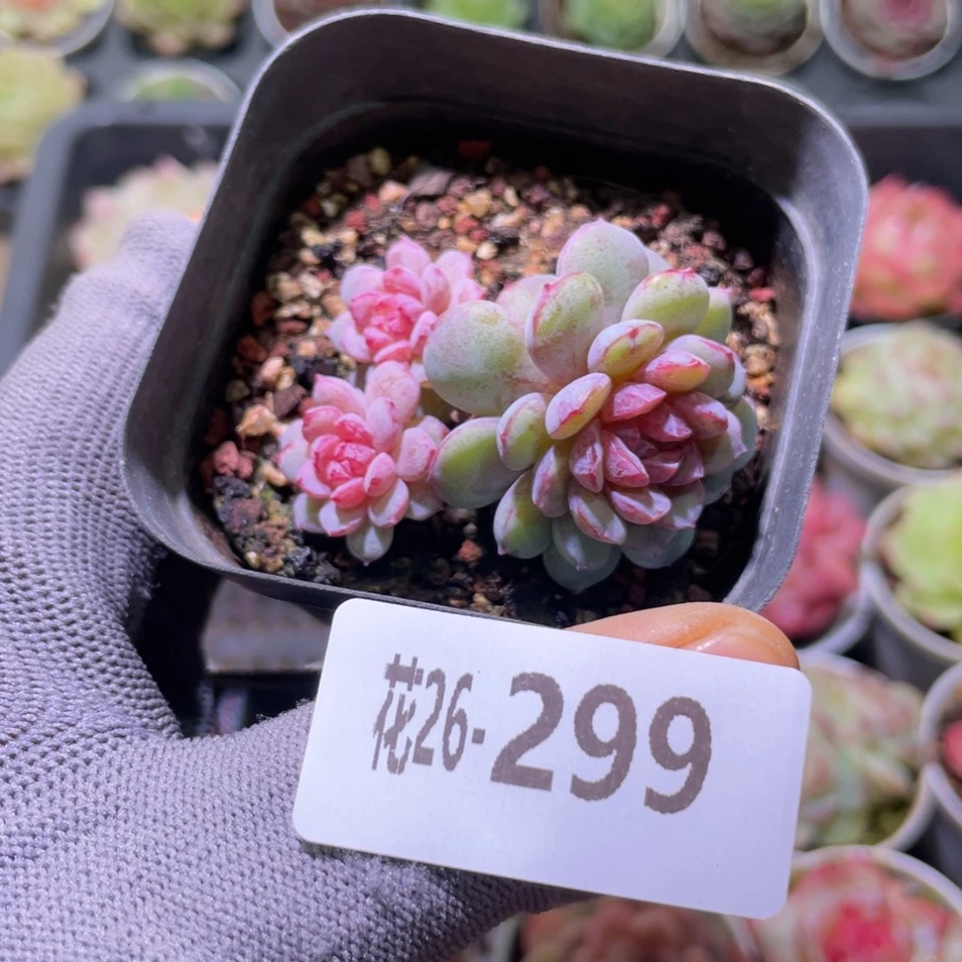 花利美26-299血钻