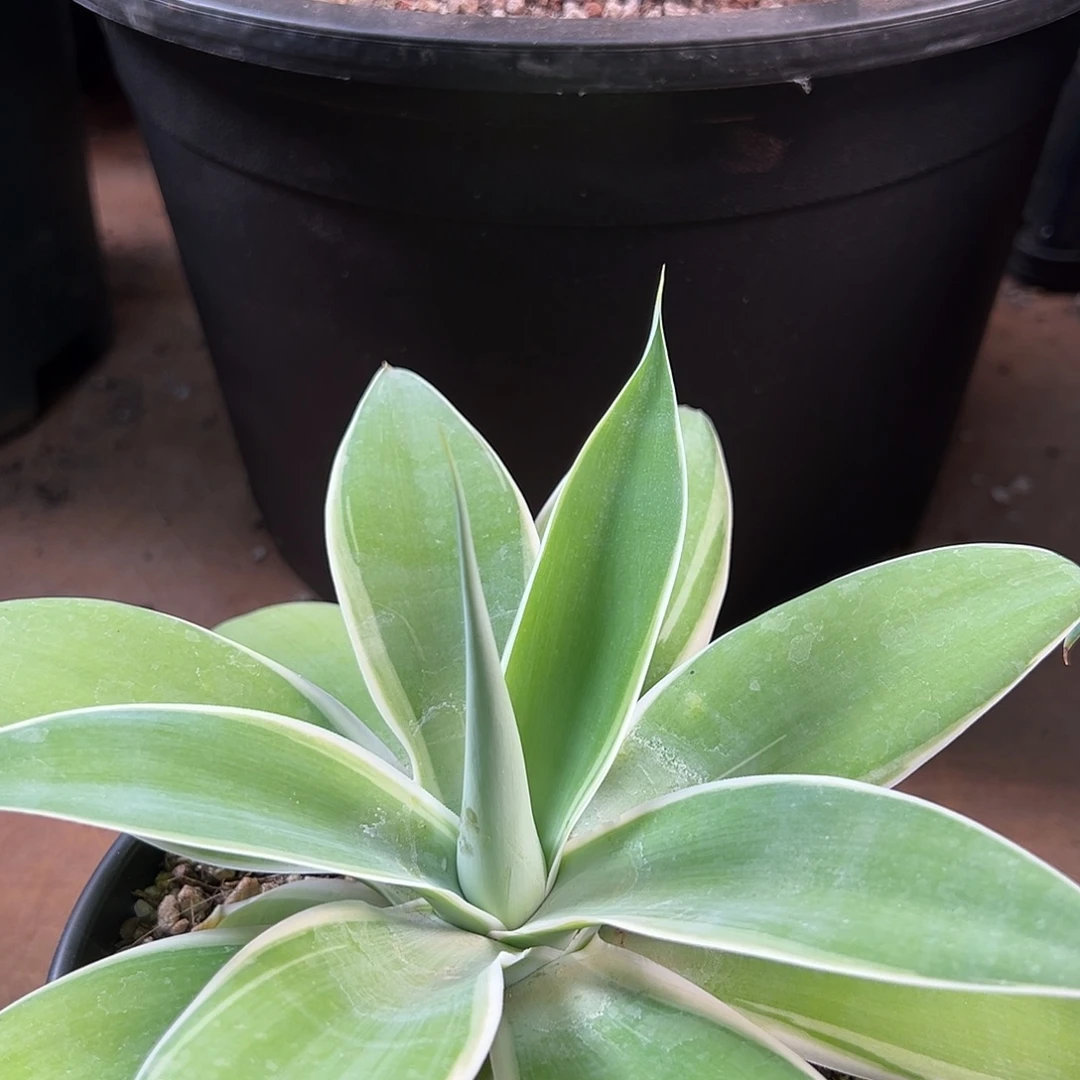 无花朵多肉植物狐尾龙舌兰