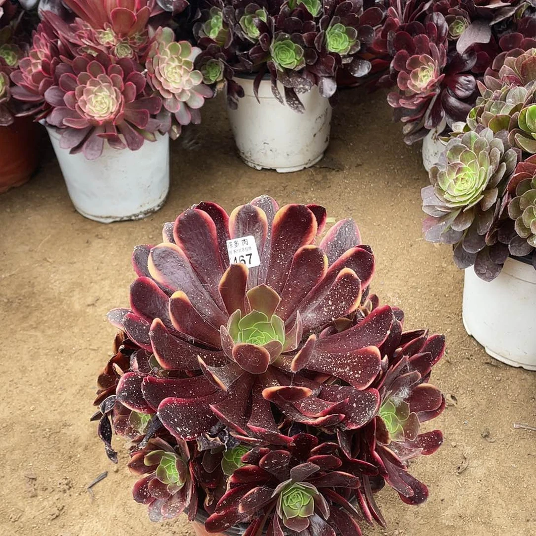 467欧嘉莉多肉法师断枝不包