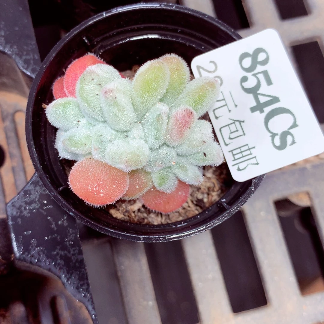 5厘米盆精控多肉854