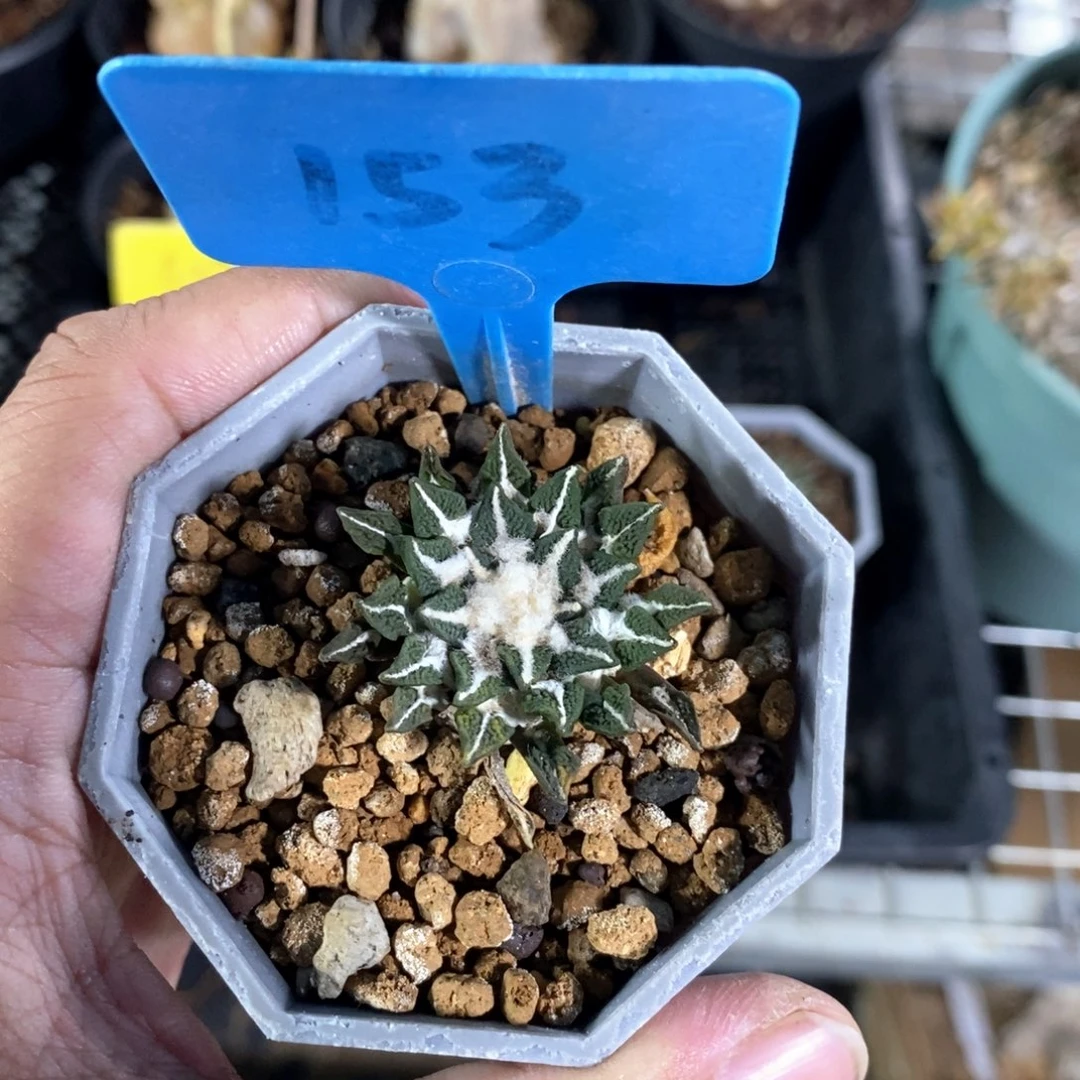 黑牡丹多肉植物一个