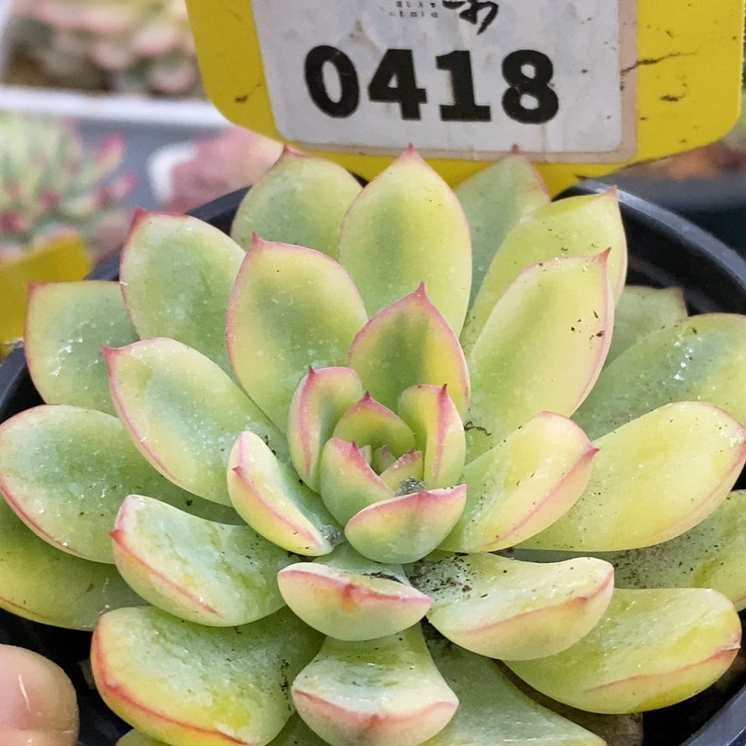418哈哈哈哈哈哈哈哈