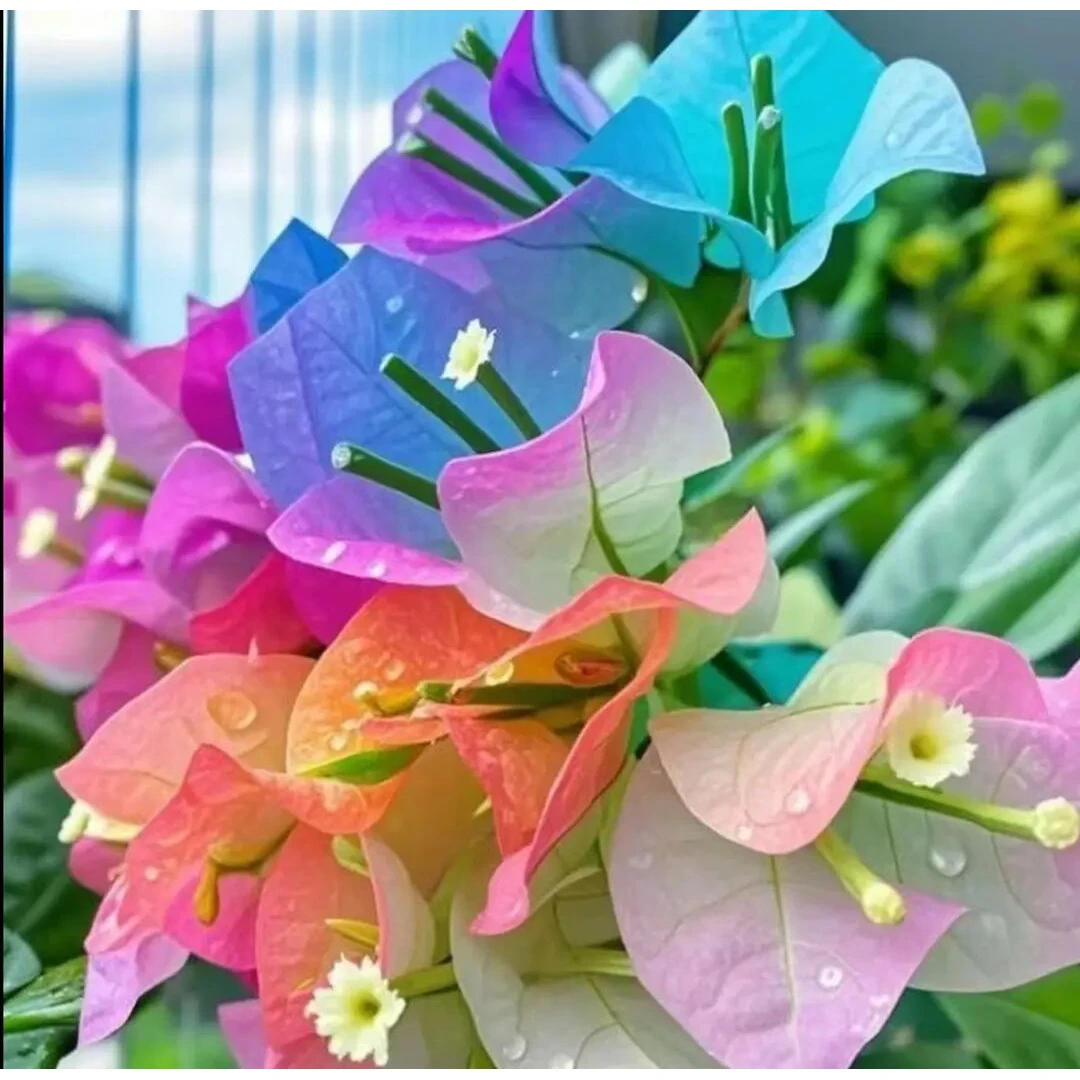 新品种玲珑多色三角梅大棵袋苗绿植盆栽花卉阳台爬藤庭院四季勤花