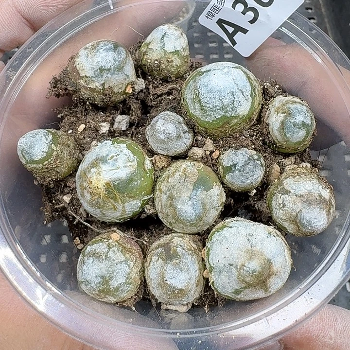 36 多肉植物多肉植物