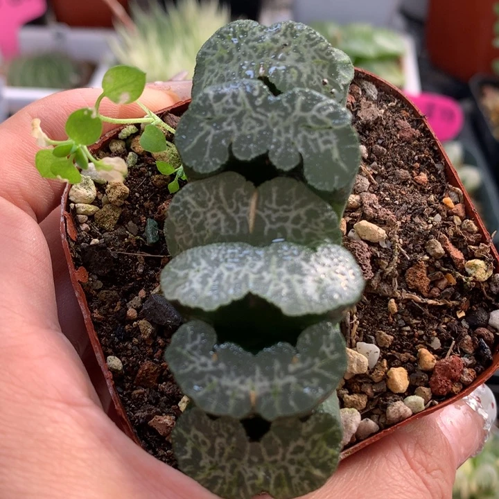 守冰玉扇带盆土发货