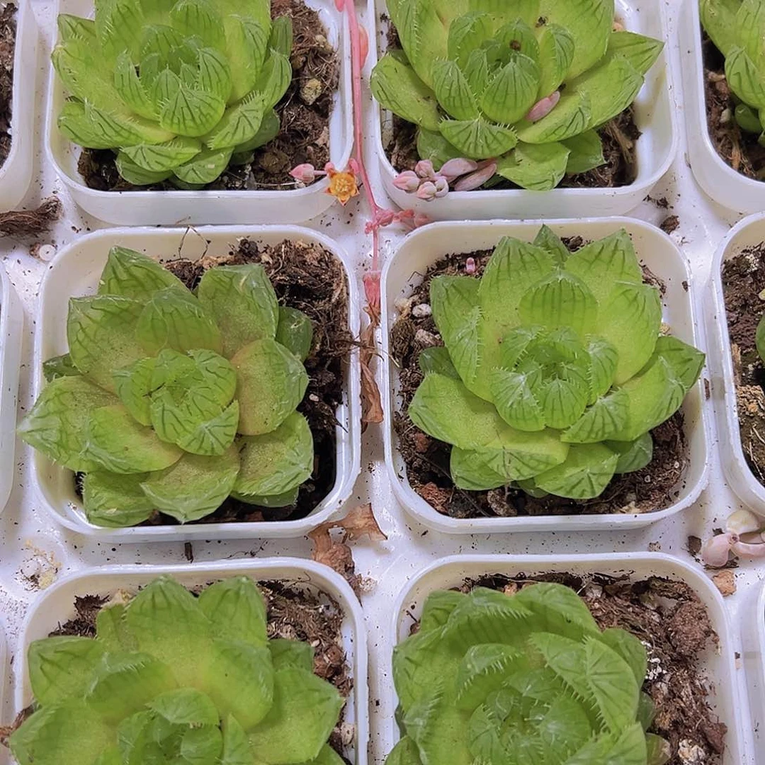 樱水晶19包邮多肉植物