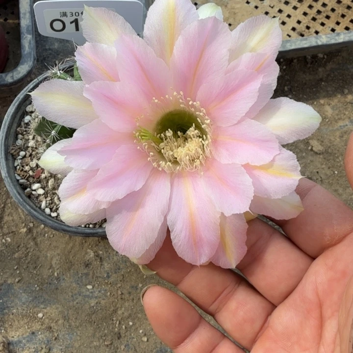 一醉一拍特价O166