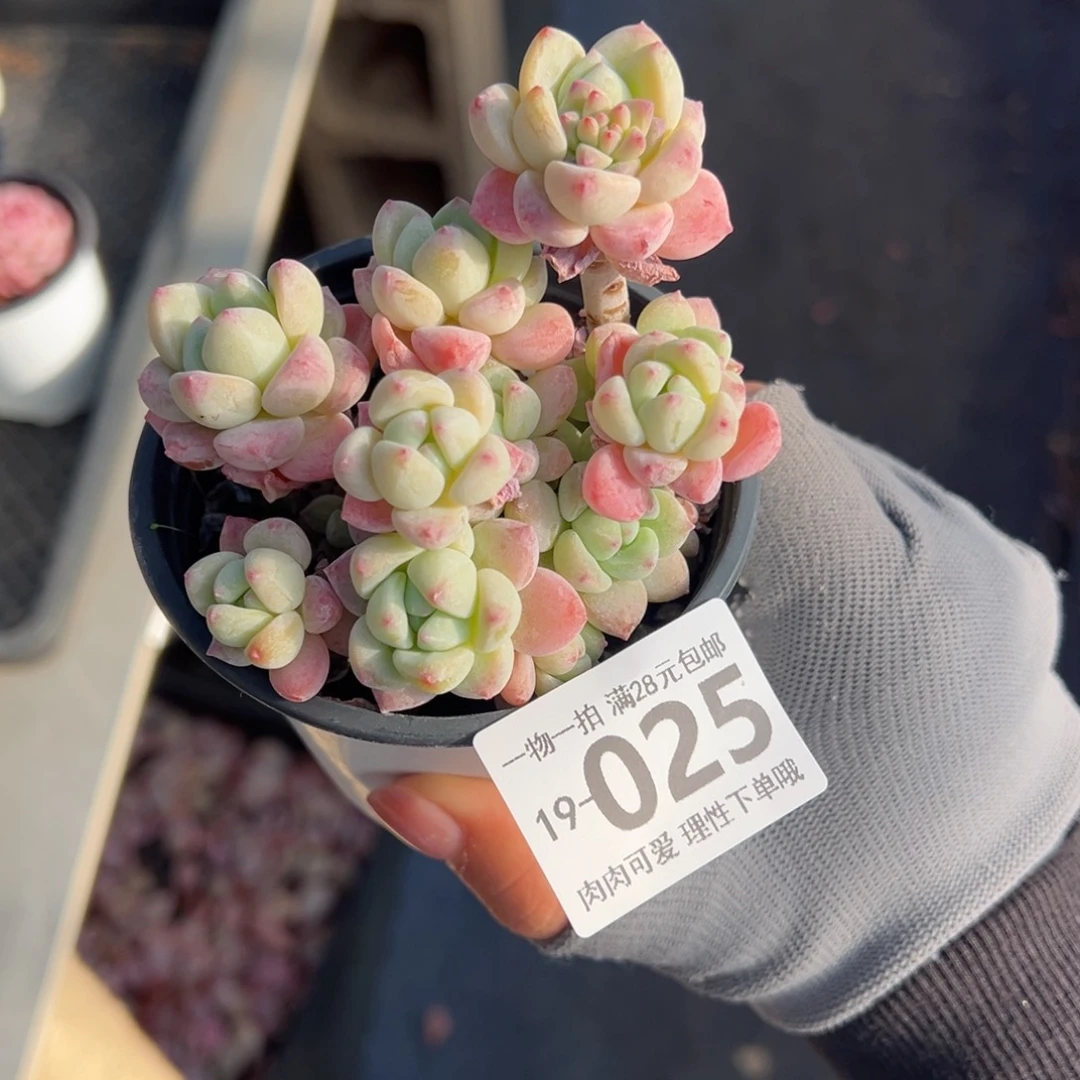 M****J粉香水多肉多肉多肉多肉