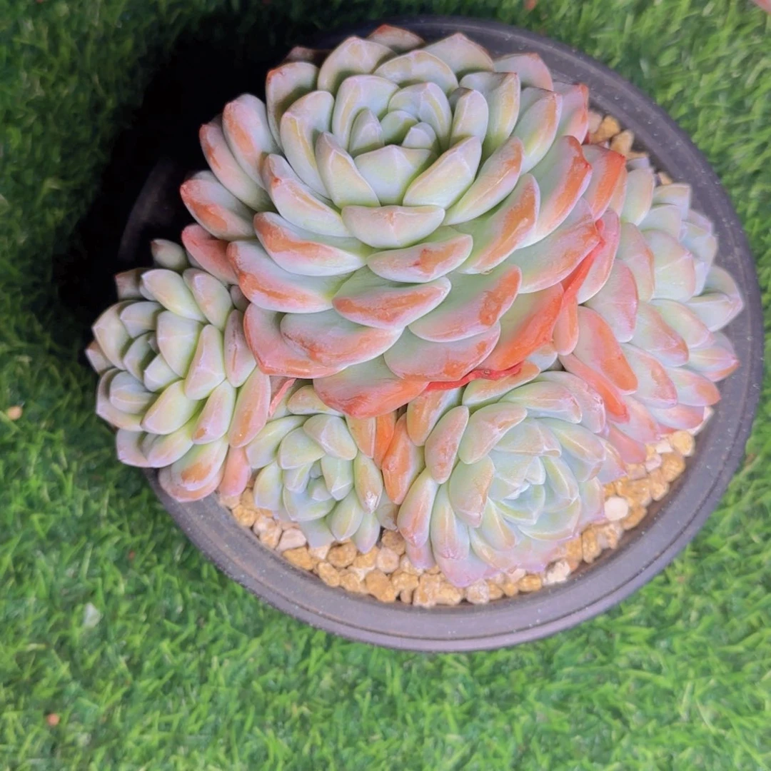 冰雨福利111111111111