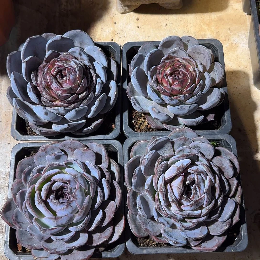 黑橙大单头15公分