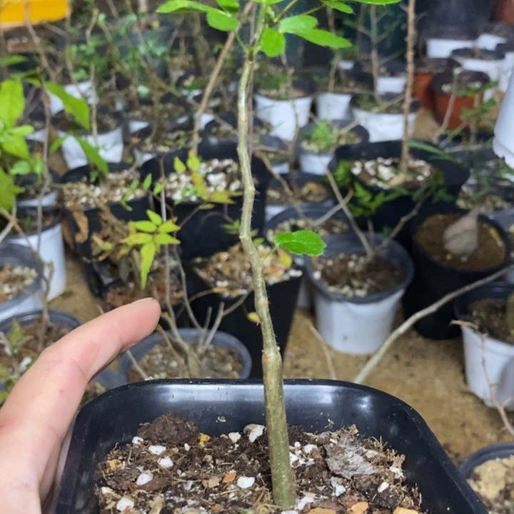 滔天橄榄带盆土发货量拍