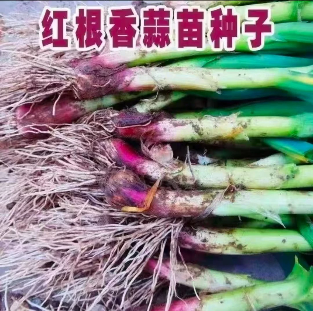 【蒜苗】四季宽叶蒜苗种子一年四季硬叶紫皮蒜苗种子红头蒜头大蒜